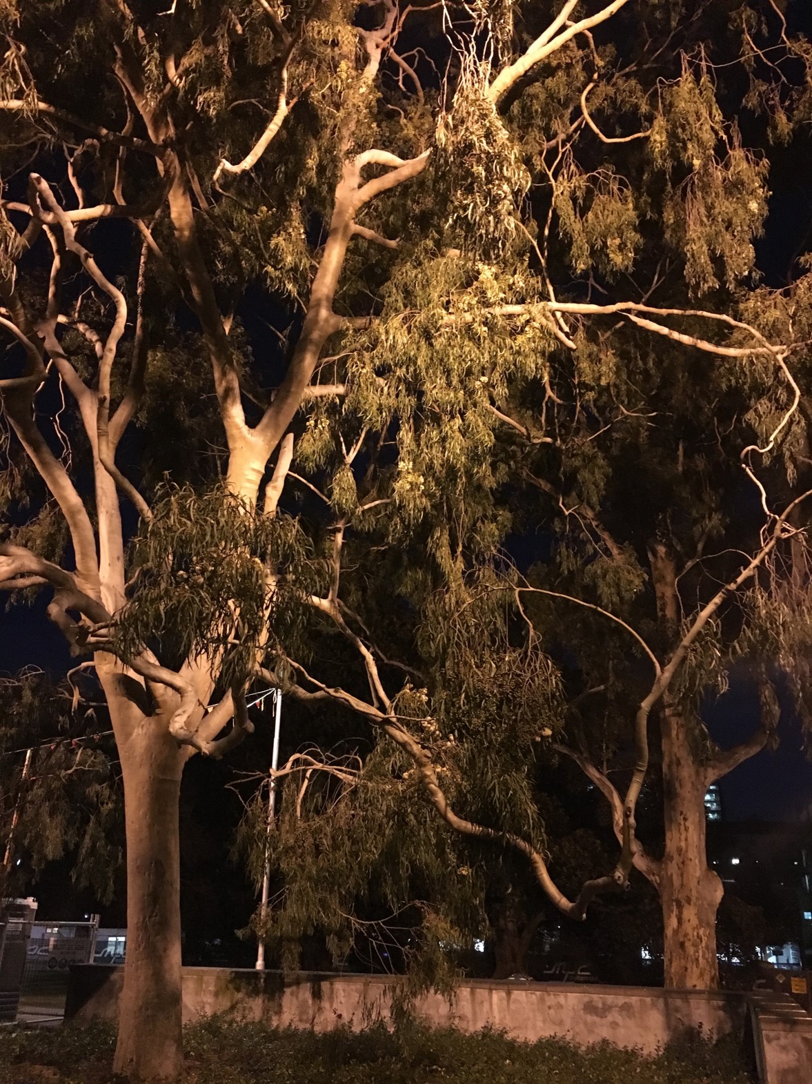 An overexposed image of a tree at night. Its foliage is lit up.